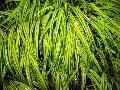 Japanese Forest Grass / Hakonechloa macra 